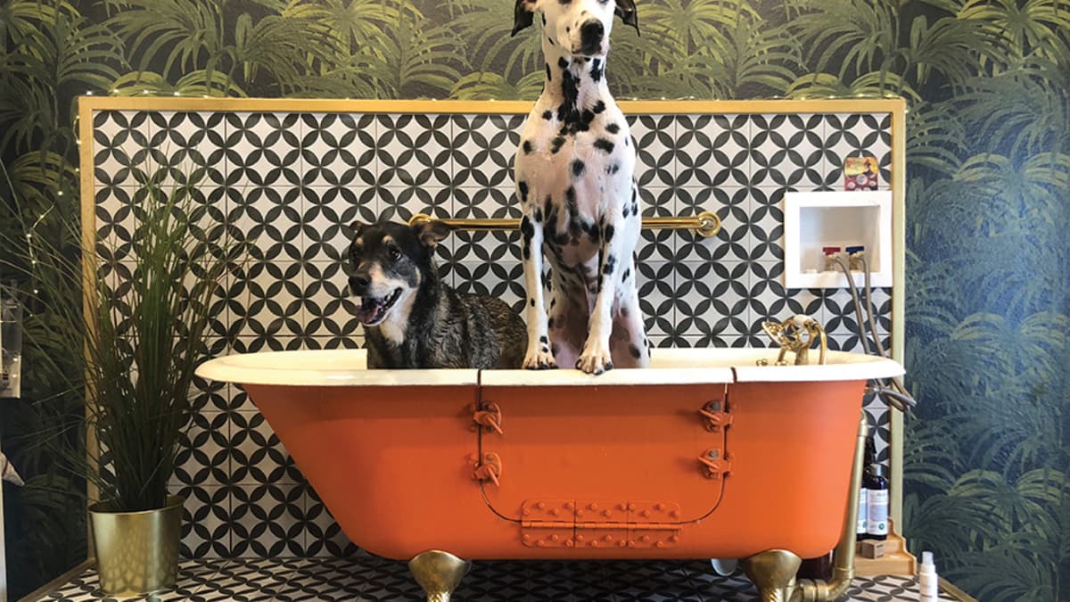 Urban dog daycare clearance