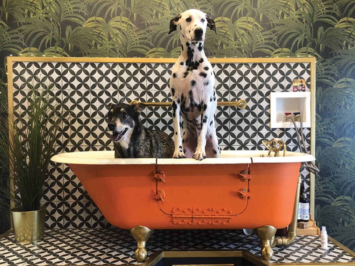 Urban dog day sales spa