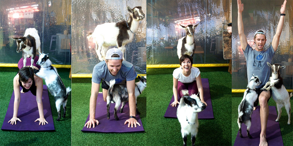 Combating Stress With the Latest Exercise Craze: Goat Yoga - Pasadena  Magazine