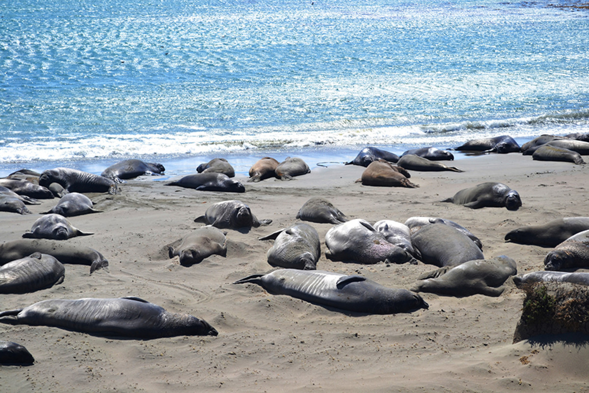 View Wildlife Live With Monterey and Big Sur Web-Cams - Pasadena Magazine